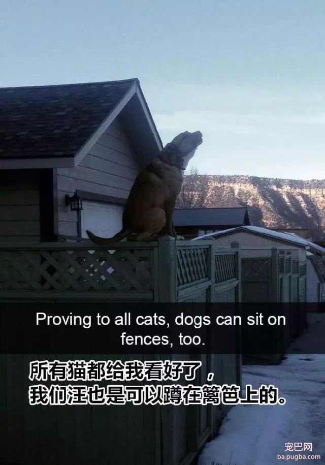 家里狗狗的搞笑瞬间，感觉一个个全都成精了。-8.jpeg