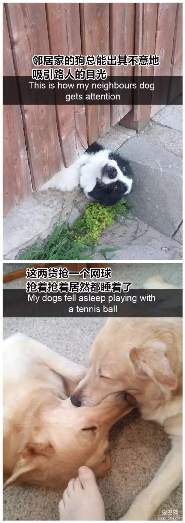 家里狗狗的搞笑瞬间，感觉一个个全都成精了。-9.jpeg