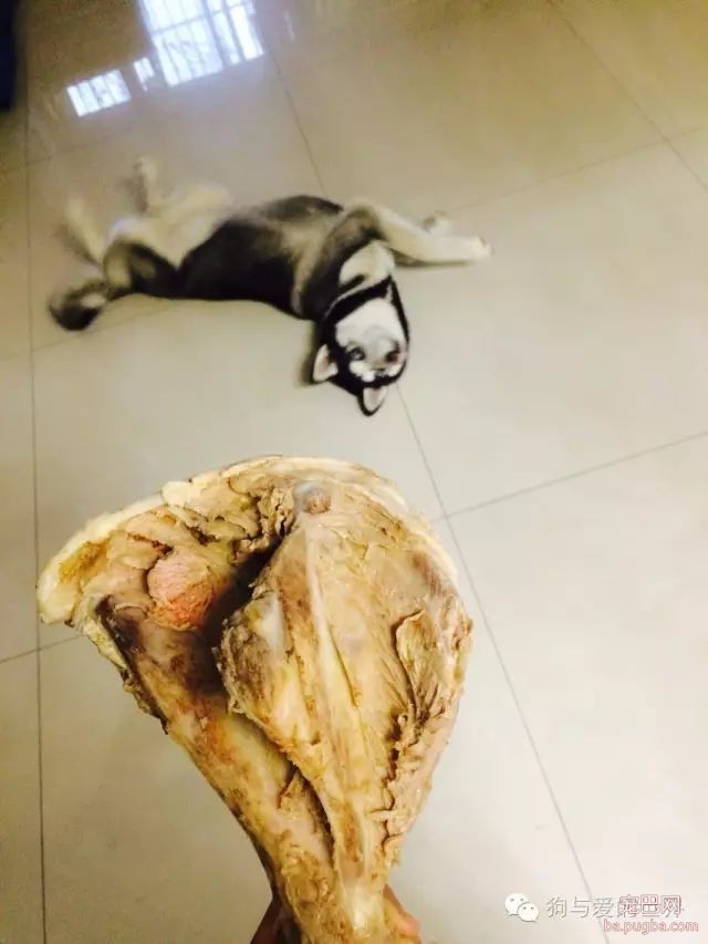 我们教会狗狗各种技能，到底是为了什么？-6.jpeg
