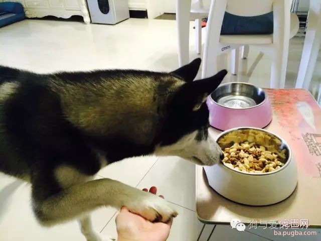我们教会狗狗各种技能，到底是为了什么？-3.jpeg