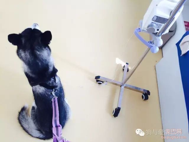 我们教会狗狗各种技能，到底是为了什么？-2.jpeg