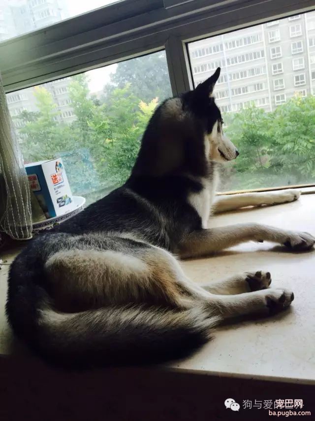 我们教会狗狗各种技能，到底是为了什么？-11.jpeg