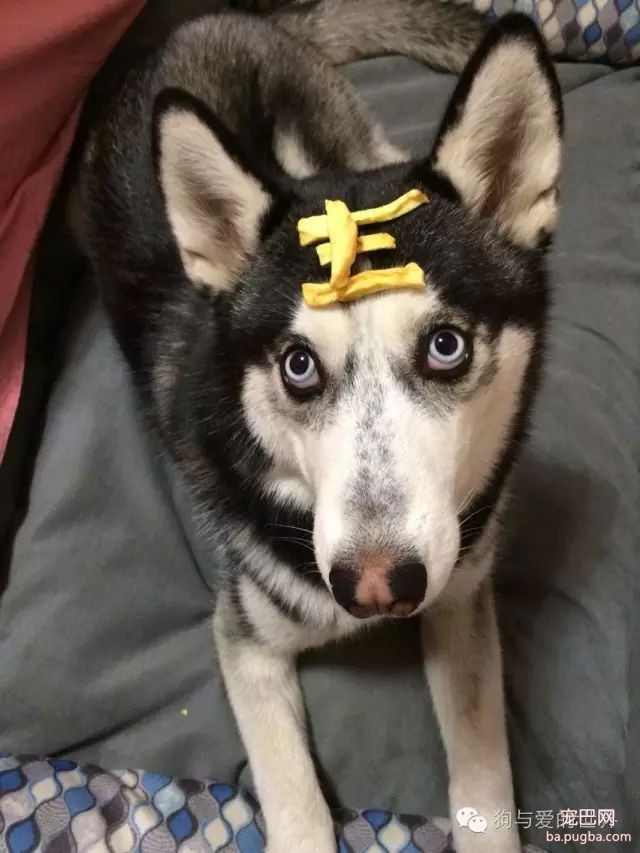 我们教会狗狗各种技能，到底是为了什么？-7.jpeg