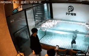可怜狗狗在主人和店家面前挣扎死去……你们还要害死多少狗？-4.gif