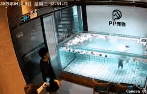 可怜狗狗在主人和店家面前挣扎死去……你们还要害死多少狗？-3.gif