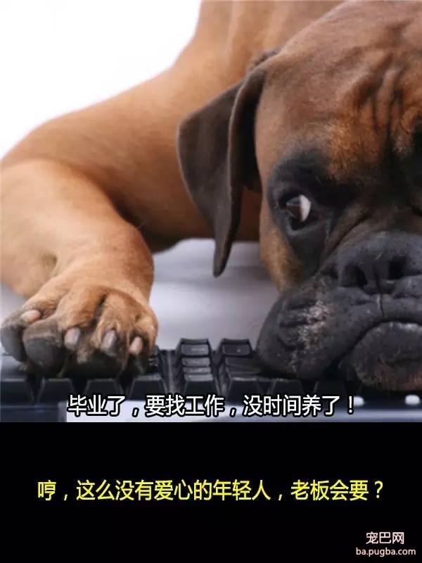 抛弃狗狗的十个理由，希望你永远不要说出口！-2.jpeg