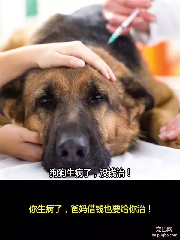 抛弃狗狗的十个理由，希望你永远不要说出口！-3.jpeg
