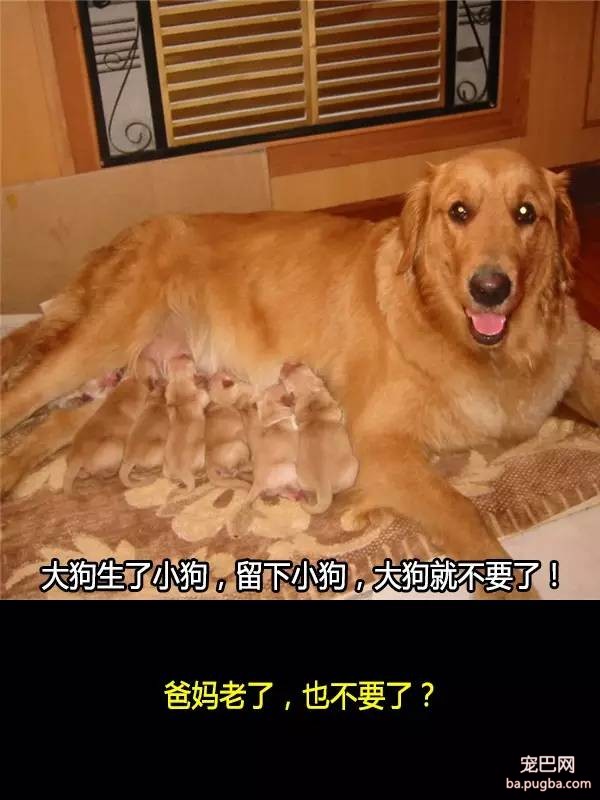 抛弃狗狗的十个理由，希望你永远不要说出口！-4.jpeg