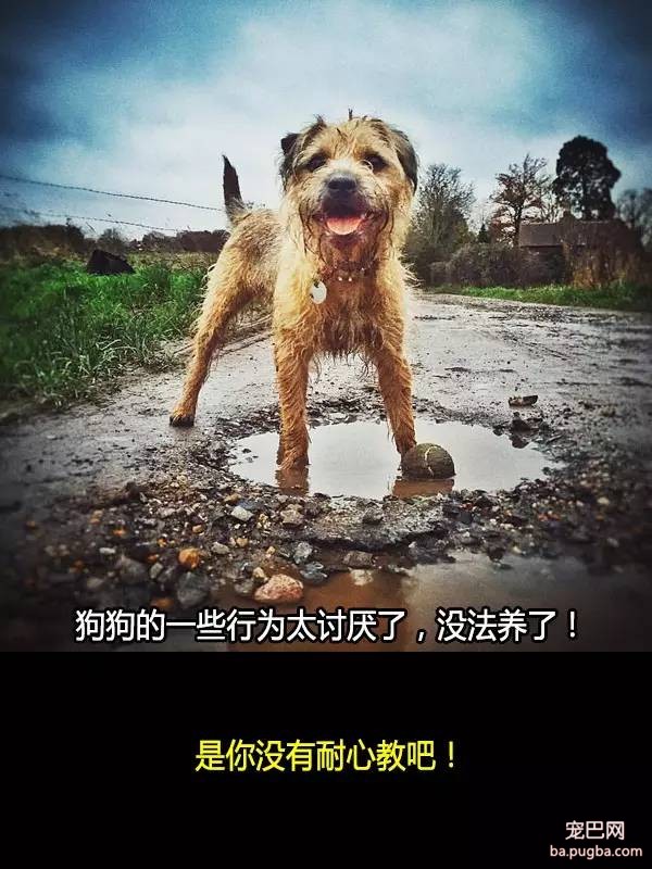 抛弃狗狗的十个理由，希望你永远不要说出口！-5.jpeg