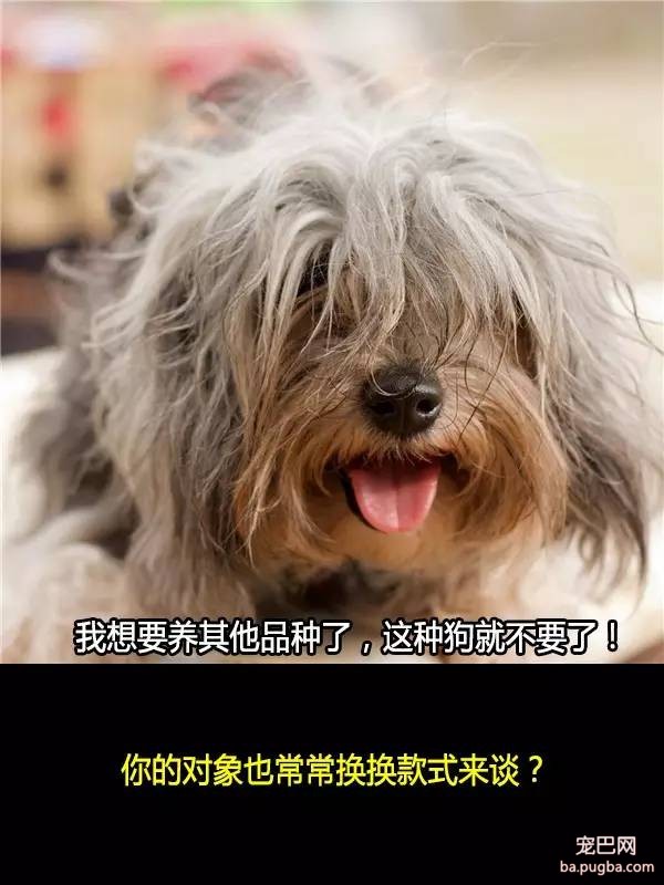 抛弃狗狗的十个理由，希望你永远不要说出口！-10.jpeg