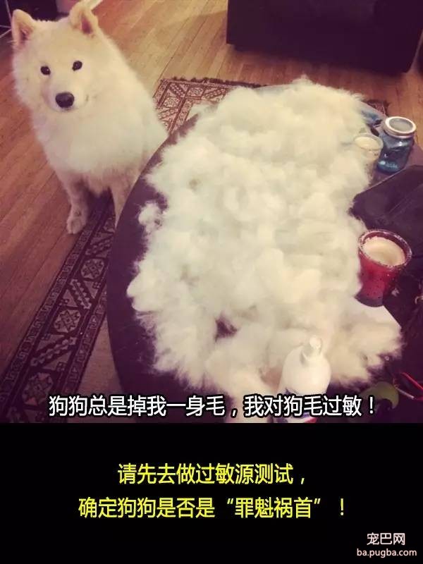 抛弃狗狗的十个理由，希望你永远不要说出口！-7.jpeg