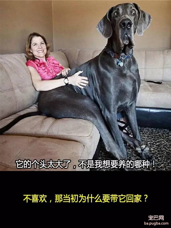 抛弃狗狗的十个理由，希望你永远不要说出口！-9.jpeg
