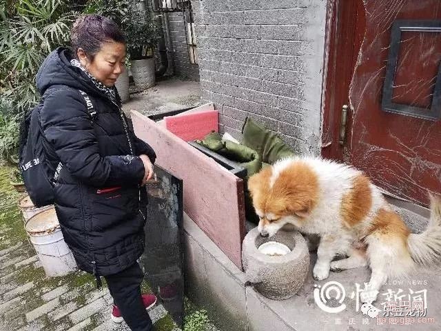 主人去世两年，狗狗照旧每天去家门口睡觉等待！-2.jpeg