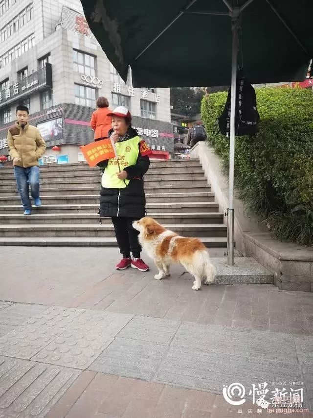 主人去世两年，狗狗照旧每天去家门口睡觉等待！-3.jpeg