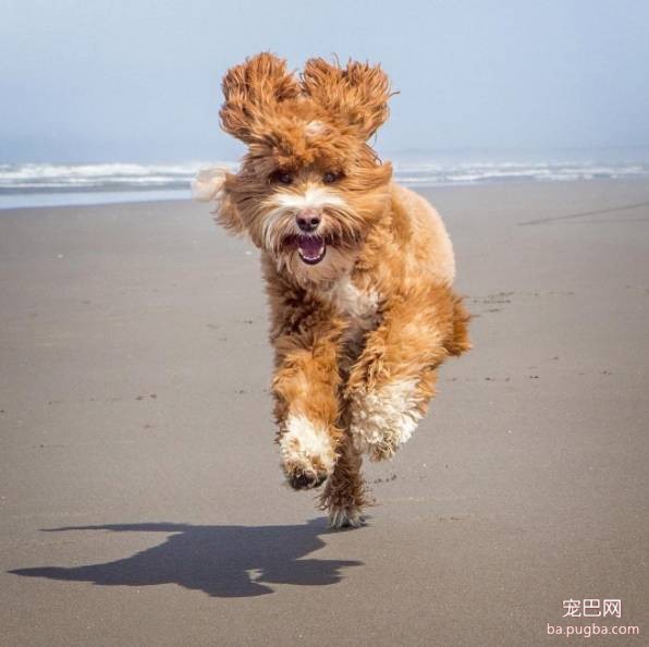 养狗最容易犯的9种错误，可能不止新手会犯....-4.jpeg