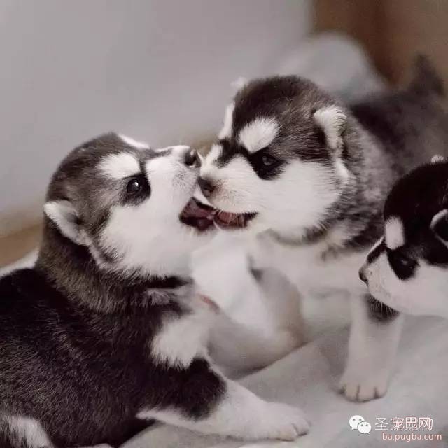 哈士奇不仅仅只是二，打扮一下还是挺帅的... ...-10.jpeg