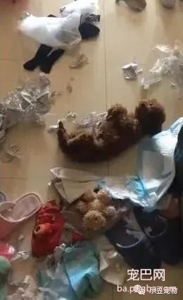 泰迪拆家后，倒地抽搐，完美演技成功逃避惩罚！-2.jpeg