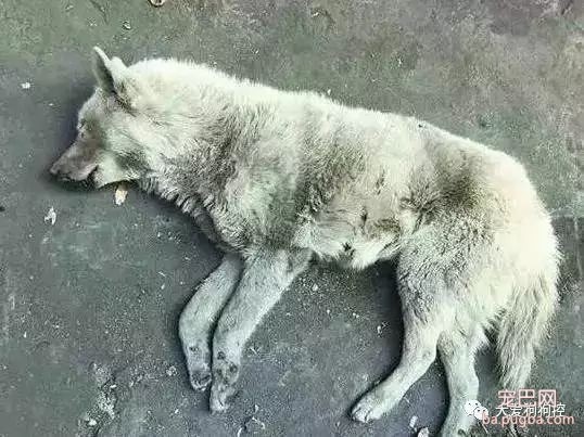 狗狗感人自述：我这一条孤独的狗生...-1.jpeg