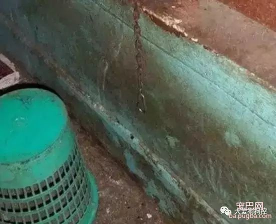 狗狗感人自述：我这一条孤独的狗生...-6.jpeg