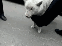 狗狗感人自述：我这一条孤独的狗生...-4.gif