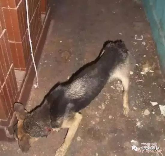 狗狗感人自述：我这一条孤独的狗生...-7.jpeg