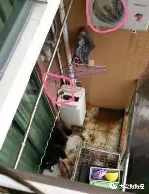 狗狗感人自述：我这一条孤独的狗生...-8.jpeg