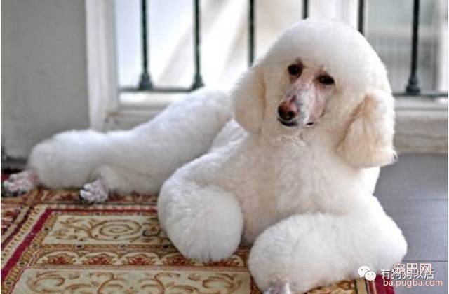 泰迪犬有哪些食物是不能吃的呢？-1.jpeg