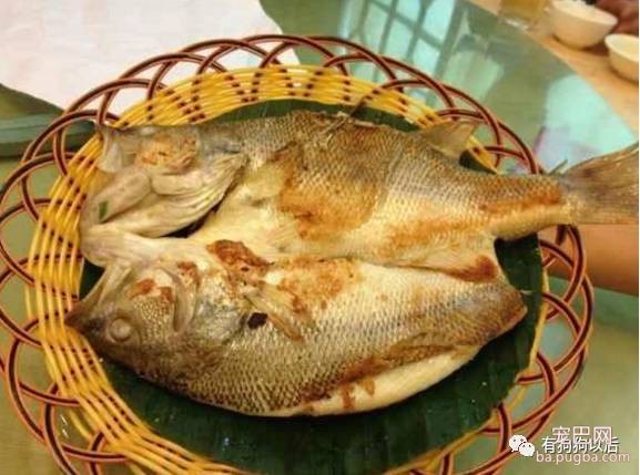 泰迪犬有哪些食物是不能吃的呢？-6.jpeg