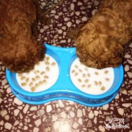 泰迪犬有哪些食物是不能吃的呢？-12.jpeg
