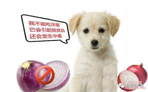 泰迪犬有哪些食物是不能吃的呢？-9.jpeg