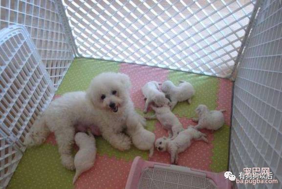 泰迪犬有哪些食物是不能吃的呢？-11.jpeg