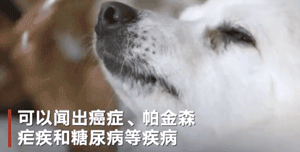 说出来不怕吓着你，我家狗竟然是个“癌症医生”！-2.gif
