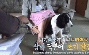 说出来不怕吓着你，我家狗竟然是个“癌症医生”！-5.gif