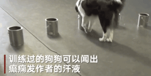 说出来不怕吓着你，我家狗竟然是个“癌症医生”！-8.gif
