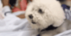 说出来不怕吓着你，我家狗竟然是个“癌症医生”！-11.gif