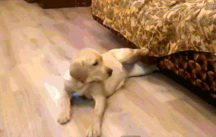 宠物术后恢复期的保养-6.gif