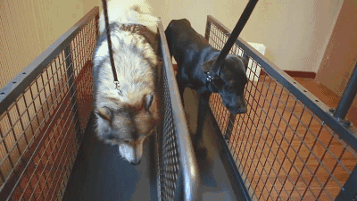 宠物术后恢复期的保养-8.gif