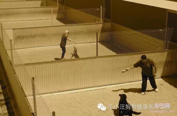 犬舍狗场参考，真漂亮-2.jpeg