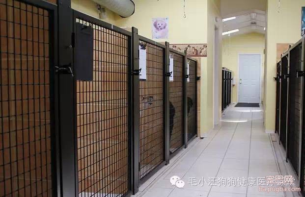 犬舍狗场参考，真漂亮-5.jpeg