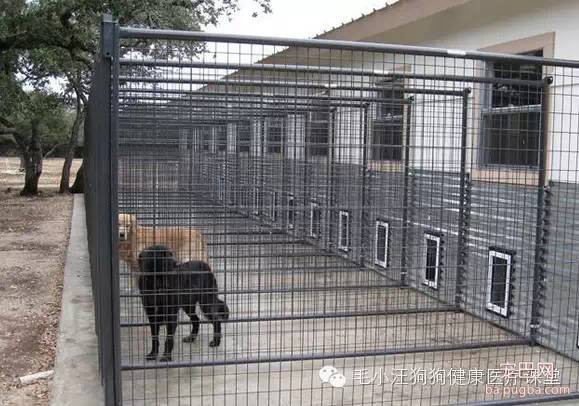 犬舍狗场参考，真漂亮-14.jpeg