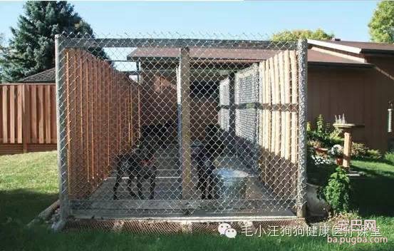 犬舍狗场参考，真漂亮-15.jpeg