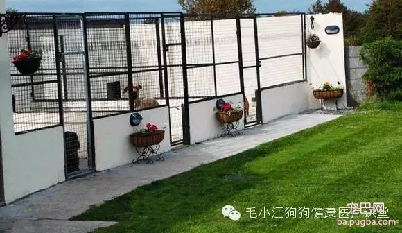 犬舍狗场参考，真漂亮-19.jpeg