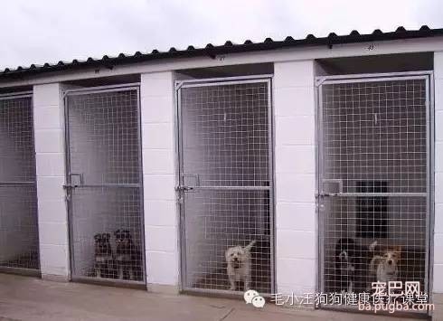 犬舍狗场参考，真漂亮-25.jpeg