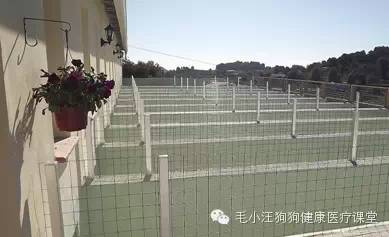 犬舍狗场参考，真漂亮-26.jpeg