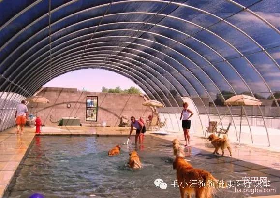 犬舍狗场参考，真漂亮-24.jpeg