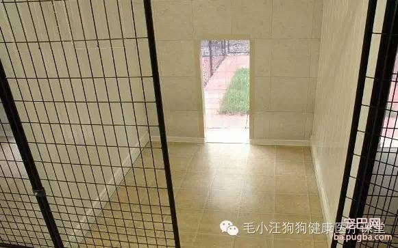 犬舍狗场参考，真漂亮-28.jpeg