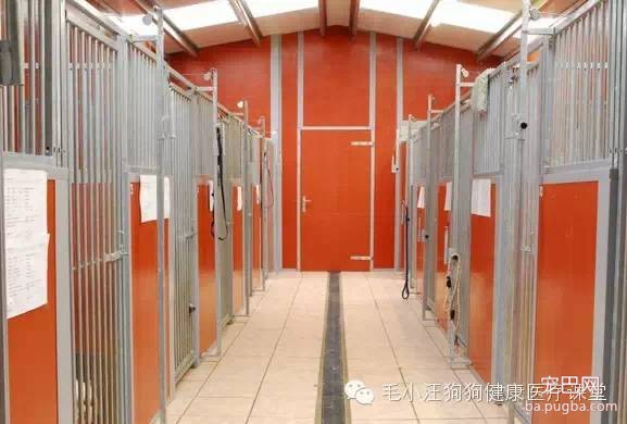 犬舍狗场参考，真漂亮-29.jpeg