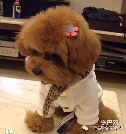 泰迪为什么要剃胎毛 有啥好处？-2.jpeg