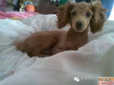 泰迪为什么要剃胎毛 有啥好处？-1.jpeg
