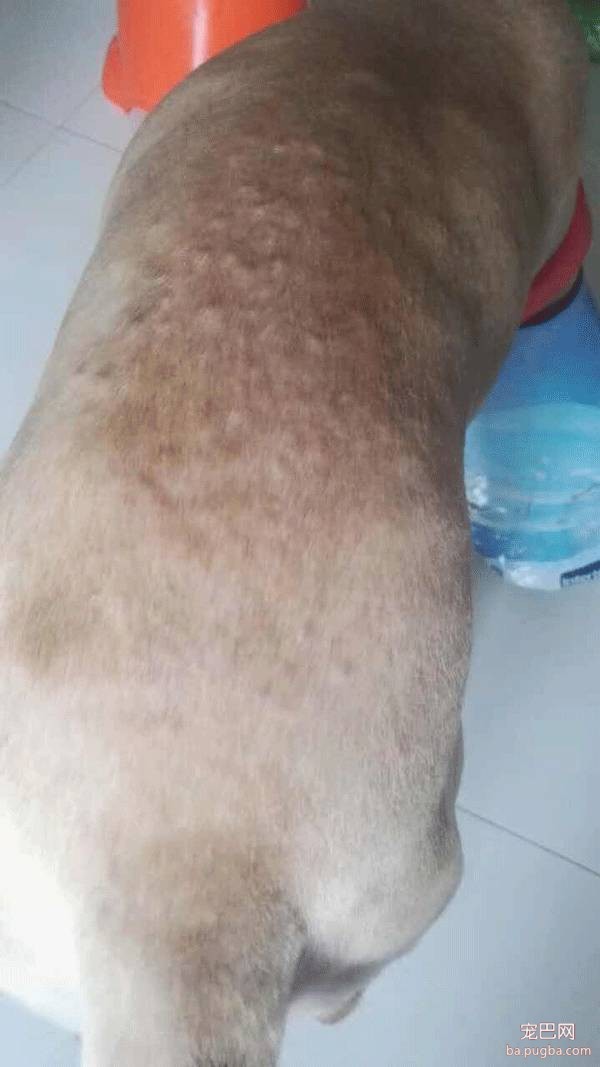 大家好，介绍一下，这是最好喝的鲨鱼油-5.jpeg
